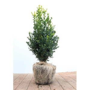 Buxus sempervirens arborescens, 40-50 cm, immergrüne Heckenpflanze im Topf.