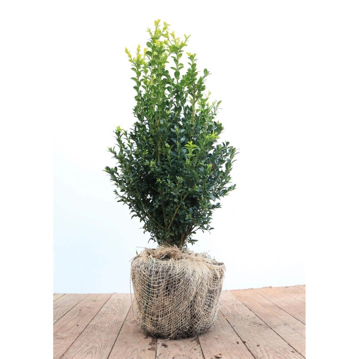 Buxus sempervirens arborescens 40-50 cm günstig online kaufen