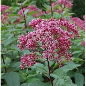 Wasserdost Augustrubin Staude mit dichten, rubinroten Blütenständen und grünen Blättern. Eine attraktive Gartenpflanze.