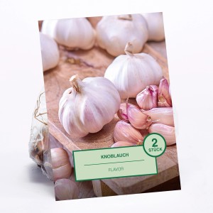 Verpackung mit 2 Stück Knoblauch (Allium sativum Flavor) zum Pflanzen.