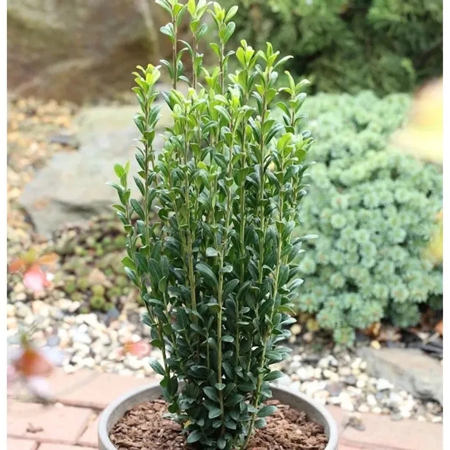 Säulen Bergilex Stechpalme 60-80cm - ilex crenata