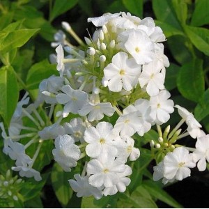 Hohe Flammenblume Fujiyama - Phlox Paniculata