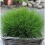 Bärenfell Schwingel (Festuca scoparia) im Topf, grüne Zierstaude.