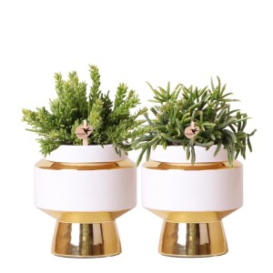 Kolibri Greens Rhipsalis Pflanzen-Set in goldenen Le Chic Keramiktöpfen (9cm).