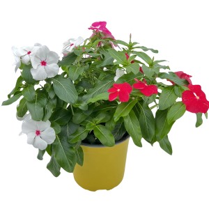 Catharanthe Trio im Topf, Frühjahrsbepflanzung mit roten, weißen und pinken Blüten.