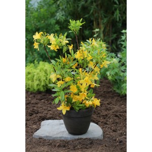 Gelb blühende Azalee Goldtopas II im Topf, ca. 40-60 cm hoch.