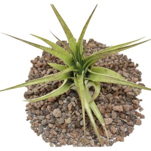 Exotenherz Tillandsia Brachycaulos Multiflora, grüne Blätter auf Lavasteinen.