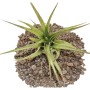 Exotenherz Tillandsia Brachycaulos Multiflora, grüne Blätter auf Lavasteinen.