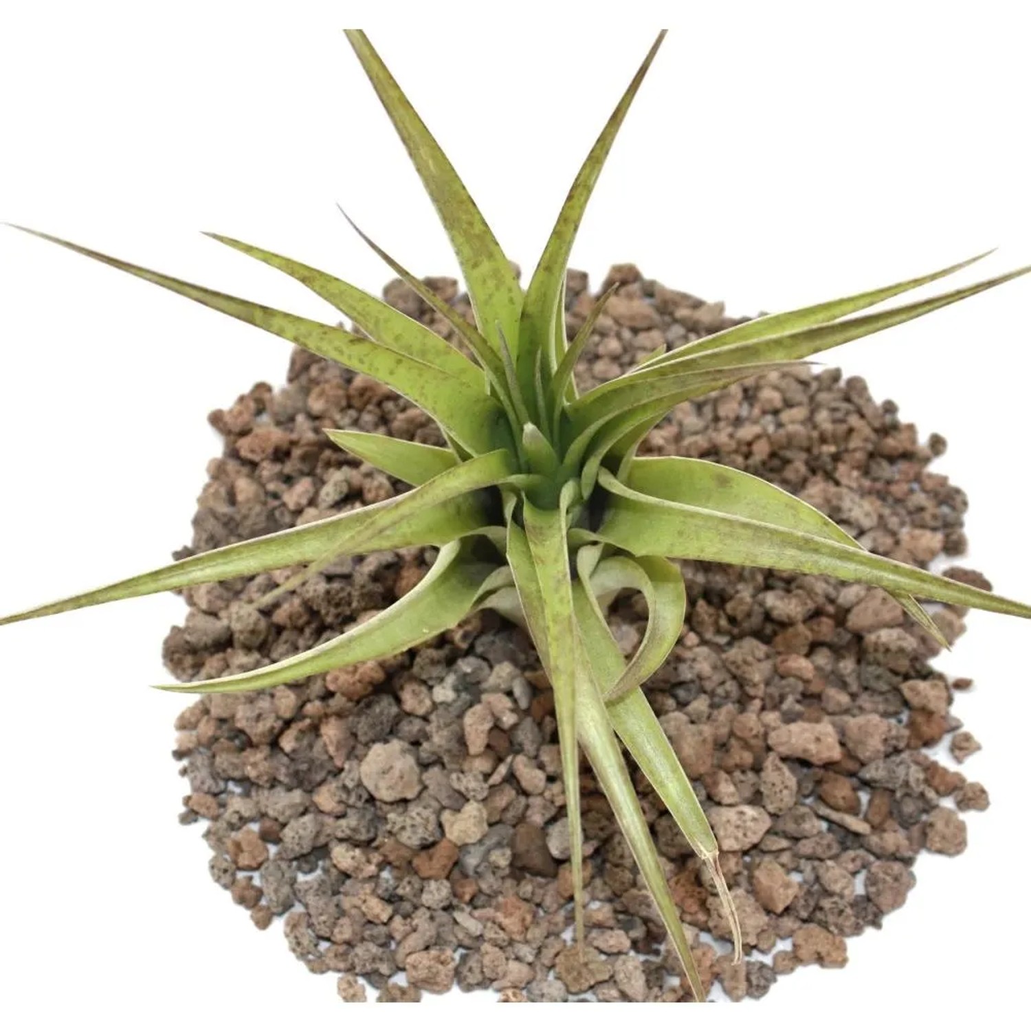 Exotenherz Tillandsia Brachycaulos Multiflora, grüne Blätter auf Lavasteinen.