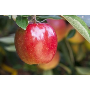 Nahaufnahme: Reifer, roter Braeburn Apfel am Apfelbaum. Saftiges Obst vom eigenen Baum.