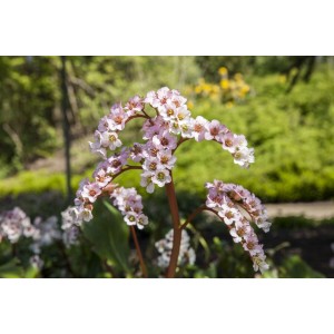 Blühende Herzblatt Bergenie 'Schneekönigin' im Topf, weiße Blütenstände vor grünem Hintergrund.