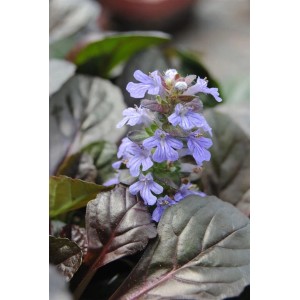 Blühender Günsel (Ajuga reptans) im 9x9 cm Topf, ideal als Bodendecker.