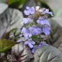 Blühender Günsel (Ajuga reptans) im 9x9 cm Topf, ideal als Bodendecker.