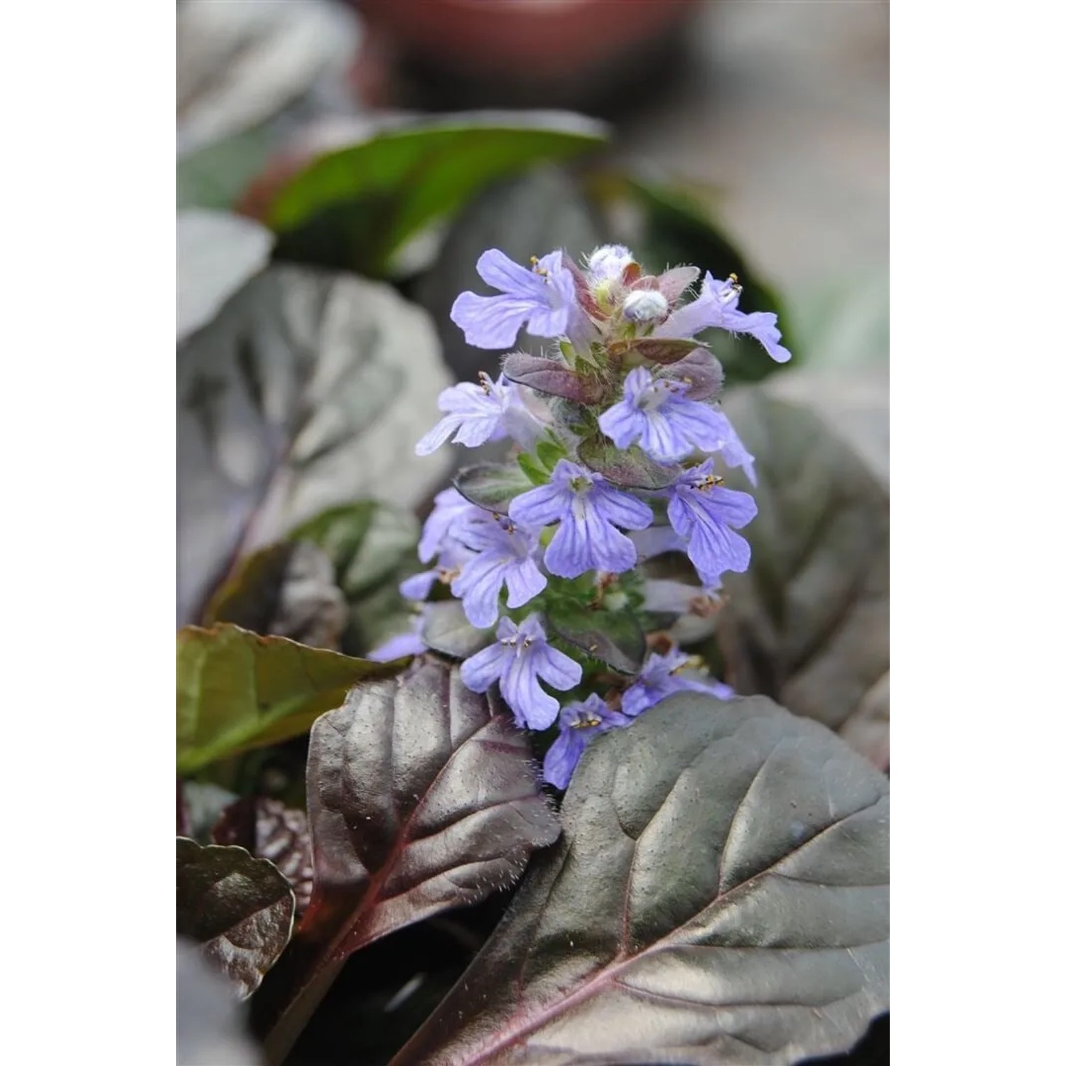Blühender Günsel (Ajuga reptans) im 9x9 cm Topf, ideal als Bodendecker.