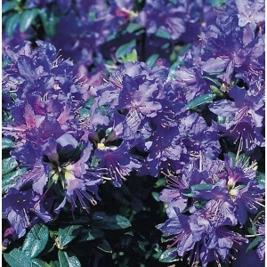 Zwerg Rhododendron Azurwolke 20-25cm - Rhododendron russatum - Zwerg Alpenrose