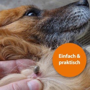 Zecke wird mit Ardap Zeckenhaken vom Hund entfernt.