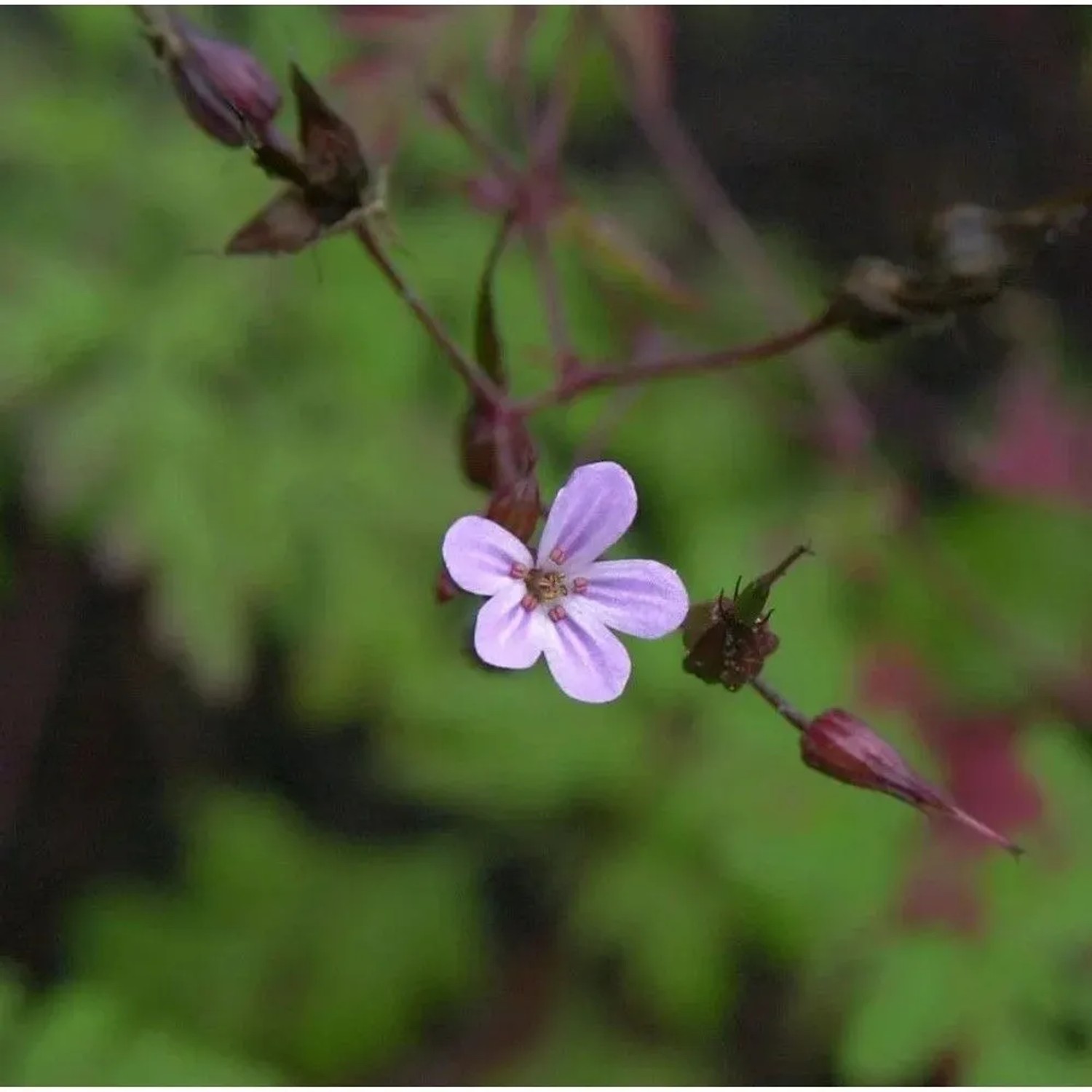 Wildstorchschnabel - Geranium robertianum