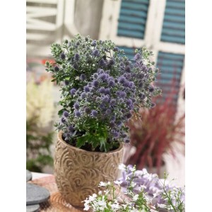 Eryngium 'Blue Hobbit' im Topf: Kompakte, blaue Flachblatt-Mannstreu für sonnige Standorte.