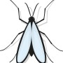 Illustration einer Trauermücke, Schädling für Zimmerpflanzen, bekämpfbar mit Gelbsteckern.