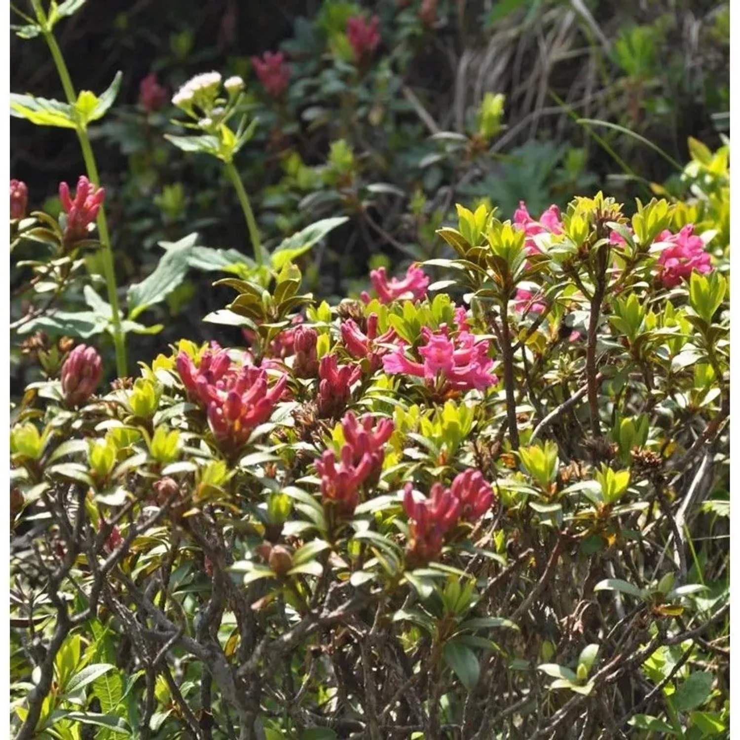 Rostblättrige Alpenrose 10-15cm - Rhododendron ferrugineum