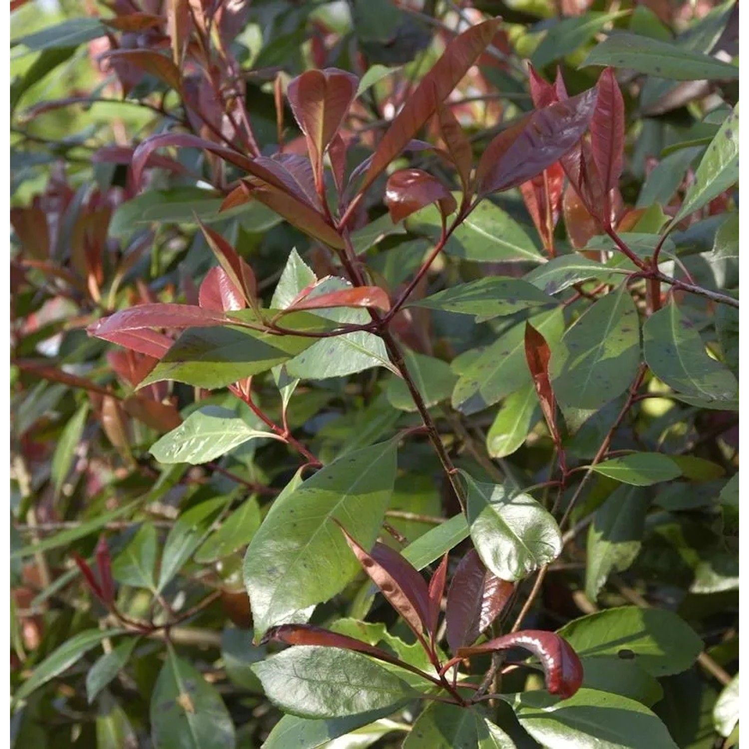 Duftender Schneeball Coppertop 100-125cm - Viburnum odoratissimum