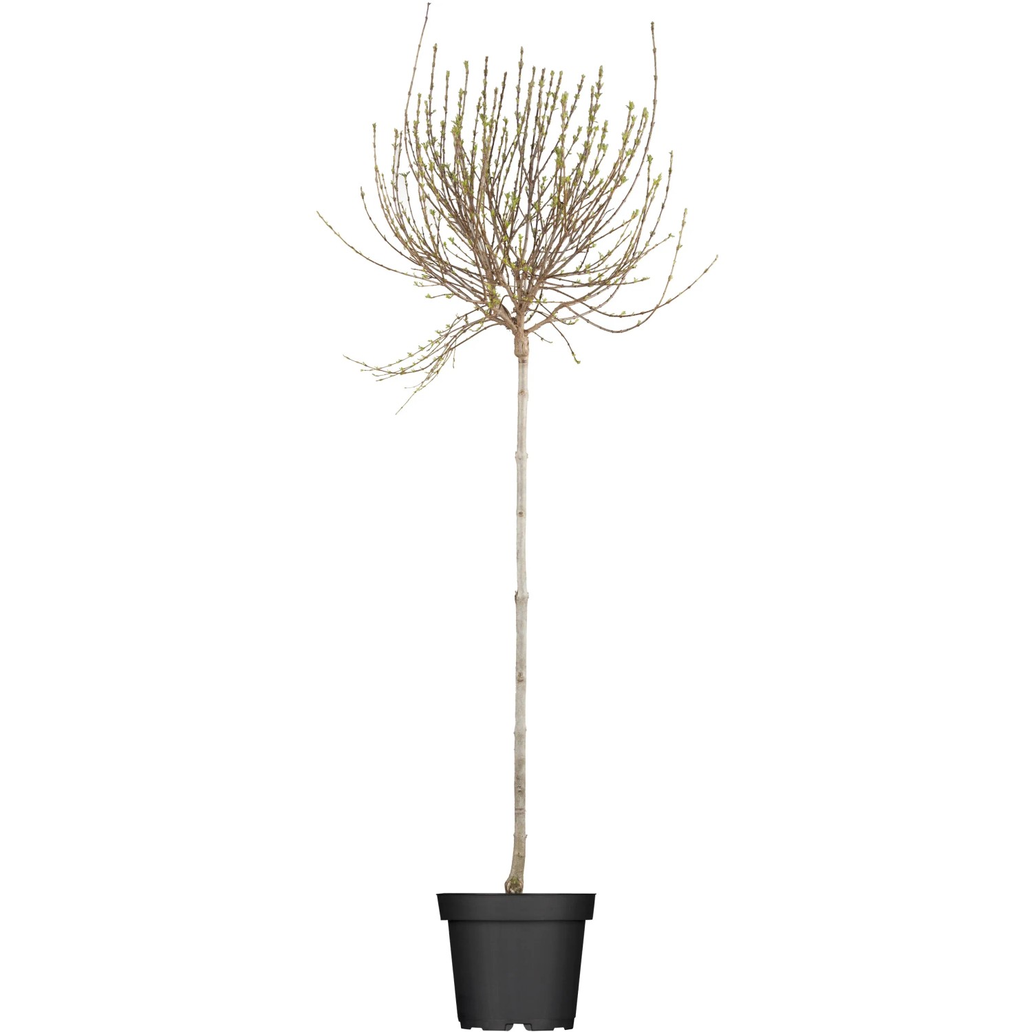 OBI Afghanischer Flieder Lila Höhe ca. 50 - 60 cm Topf ca. 3,5 l Syringa