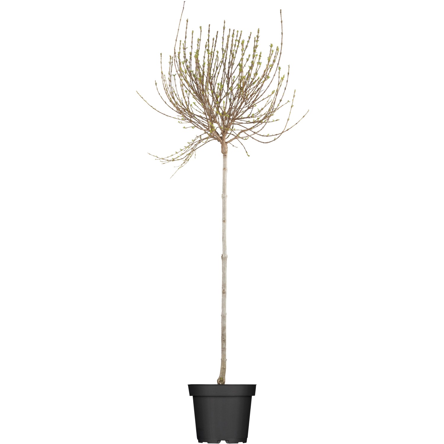 OBI Afghanischer Flieder Lila Höhe ca. 50 - 60 cm Topf ca. 3,5 l Syringa günstig online kaufen