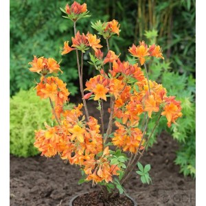 Azalee Goldflamme (Rhododendron luteum) mit leuchtend orangefarbenen Blüten.