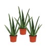 3er Set Aloe Vera Sukkulenten im Topf, ca. 2 Jahre alt, grüne Blätter mit weißen Punkten.