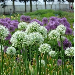 Zierlauch Mont Blanc - Allium stipitatum