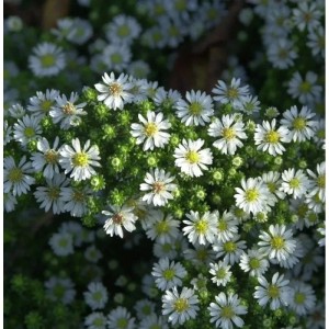 Teppich Aster Snowflurry: Bodendeckende Staude mit vielen kleinen, weißen Blüten.