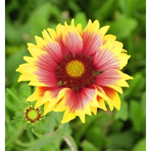 Korkadenblume 'Fackelschein' (Gaillardia grandiflora) mit gelb-roten Blütenblättern.