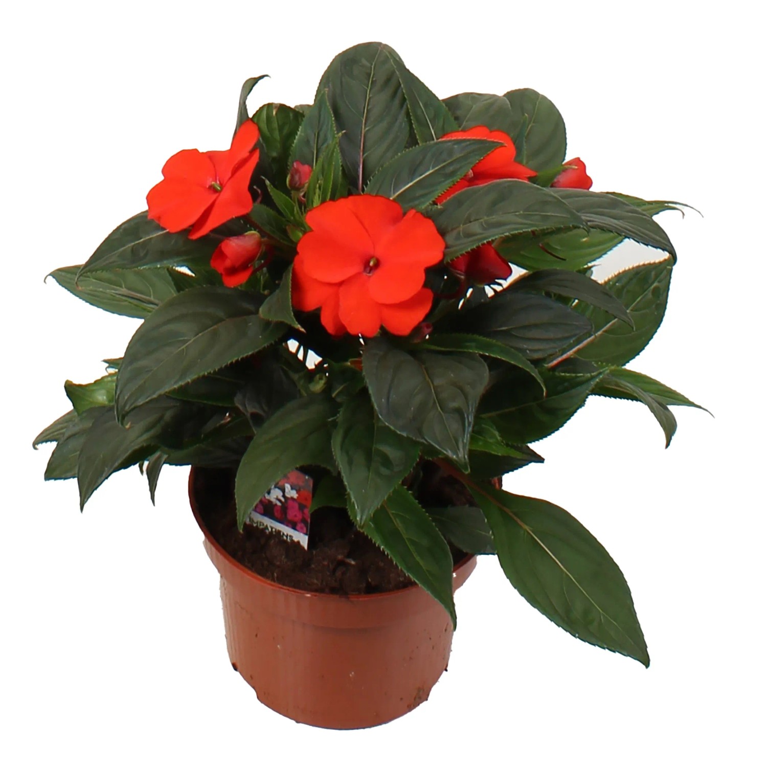 GROW by OBI Edellieschen mit roten Blüten im Topf, ca. 55 cm hoch.