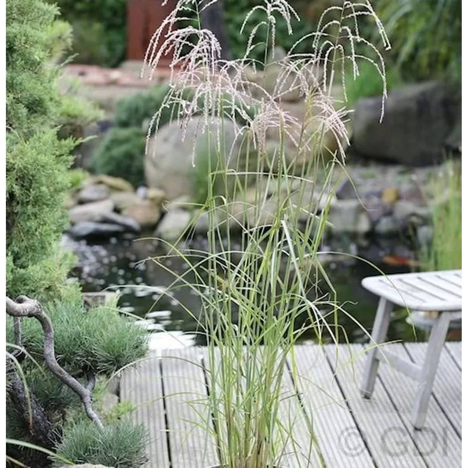 Chinaschilf Champagner - Miscanthus sinensis