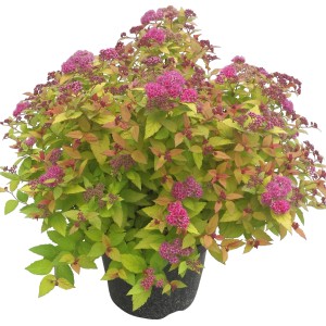 Zwergspiere Magic Carpet mit rosafarbenen Blüten und gelb-grünem Laub im Topf.