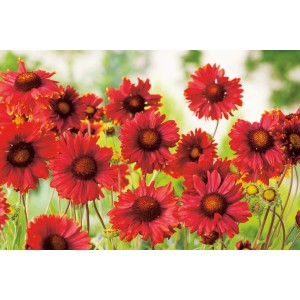 Nahaufnahme der gelb-roten Garten-Kokardenblume Kobold (Gaillardia) im Topf.