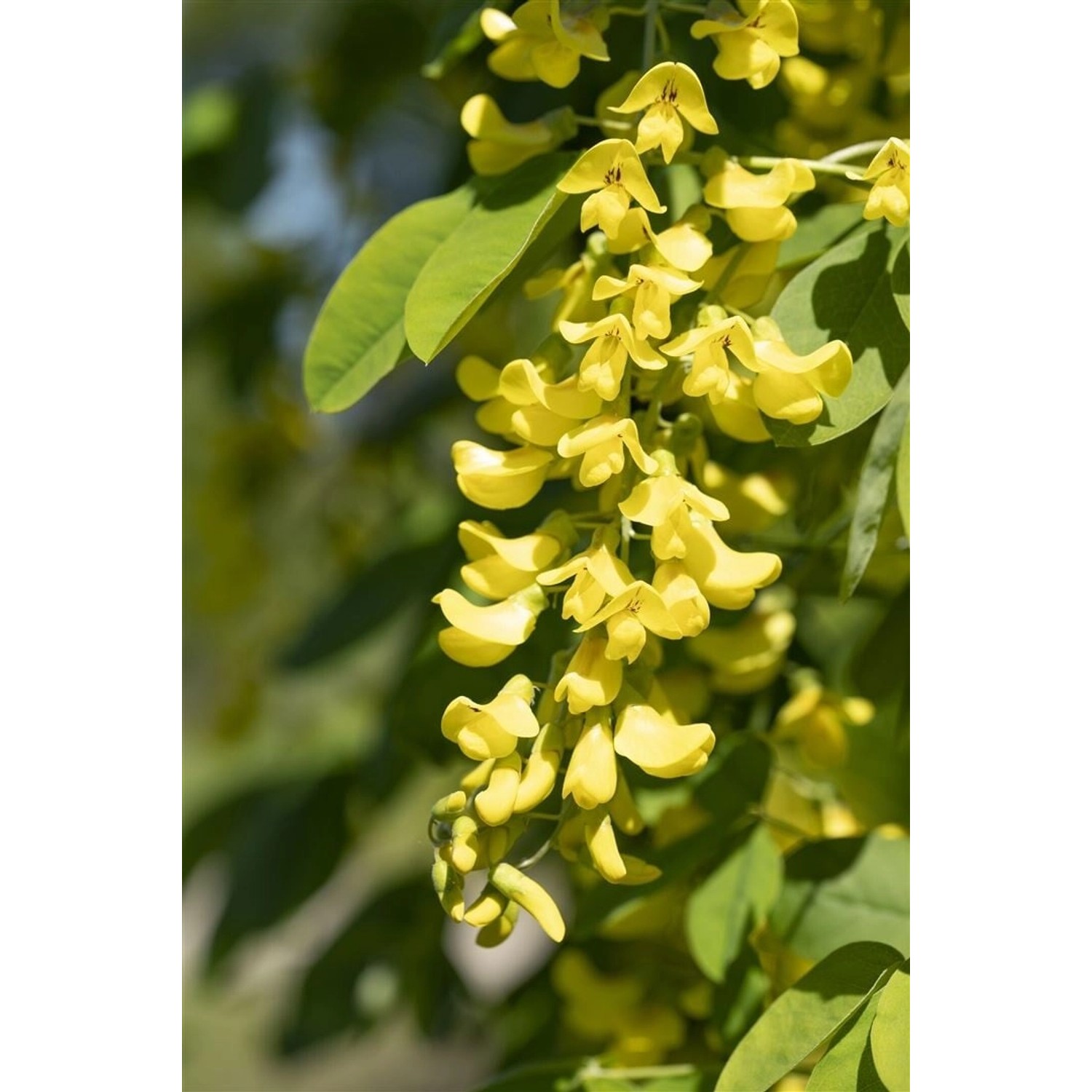 Laburnum Anagyroides Sunspire Goldregen Gelb 80 cm Stammhöhe günstig online kaufen