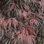 Japanischer Ahorn 'Tamueyama' mit filigranem, rötlichem Laub. Zierstrauch für den Garten.