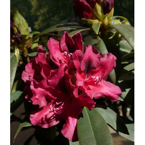 Dunkelroter Rhododendron Alpenrose Eyecatcher Ember mit üppigen Blüten und grünen Blättern.