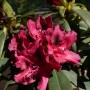 Dunkelroter Rhododendron Alpenrose Eyecatcher Ember mit üppigen Blüten und grünen Blättern.