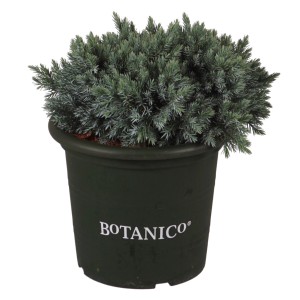 Blauer Zwergwacholder Blue Star im Topf. Kompakte Zwergkonifere mit blaugrauem Laub.