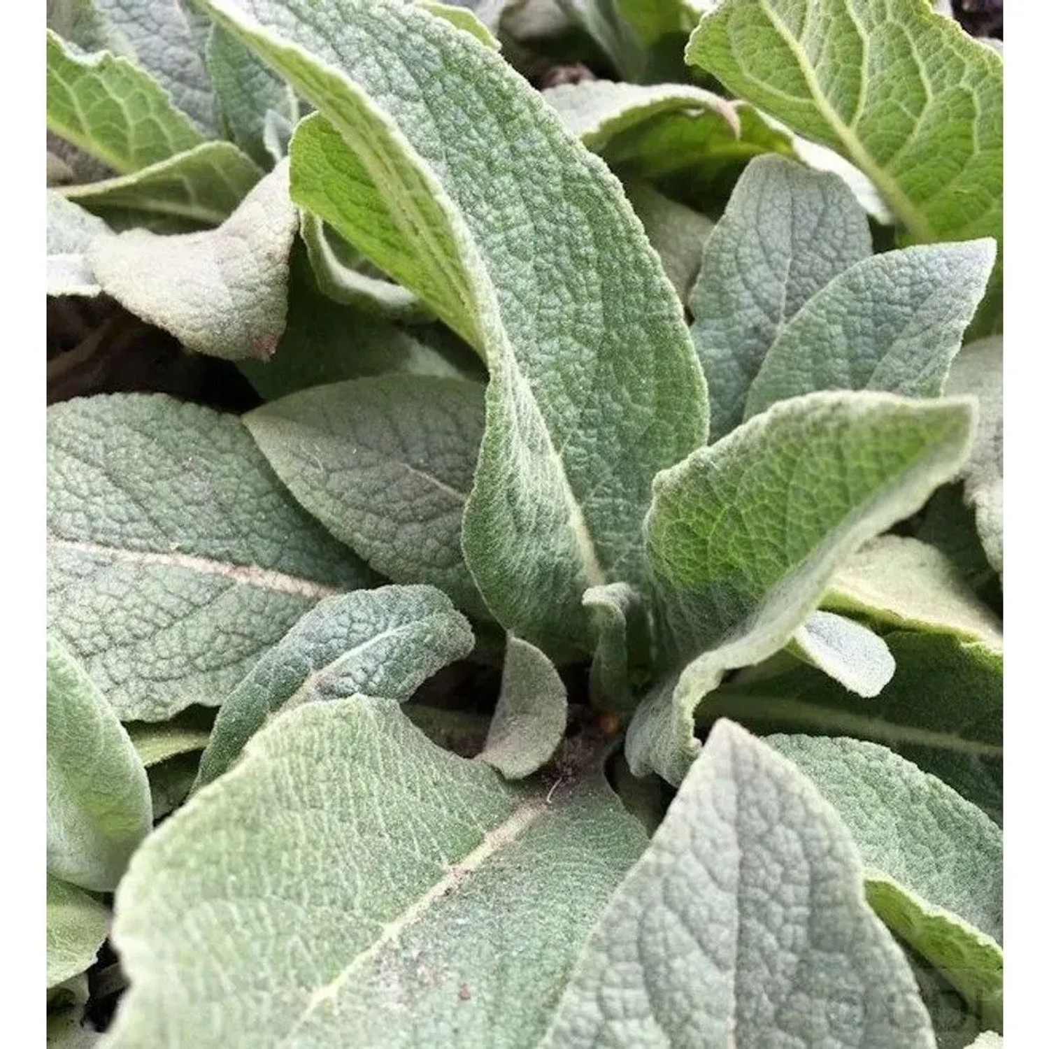 Kandelaber Königskerze - Verbascum olympicum