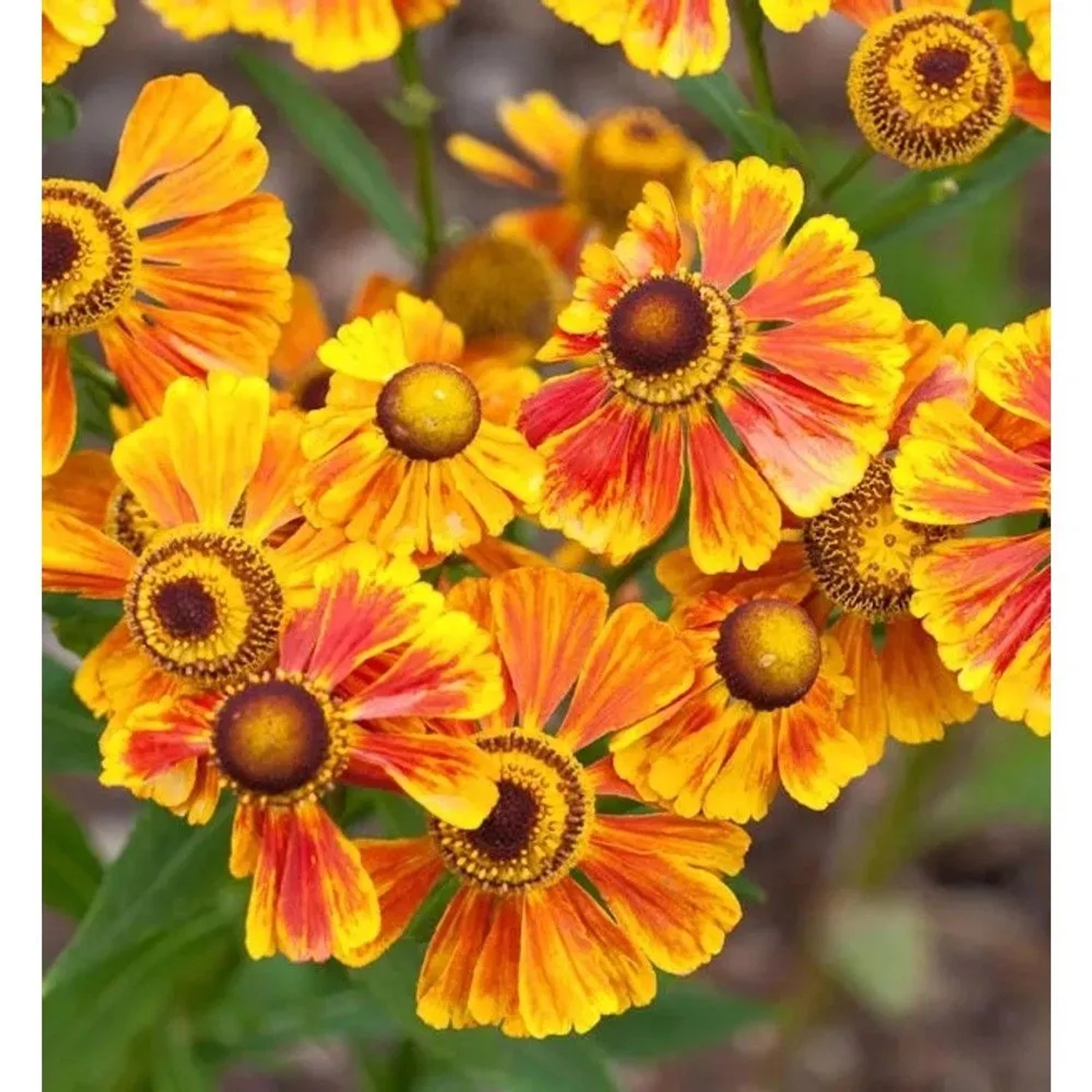Sonnenbraut Flammenrad - Helenium