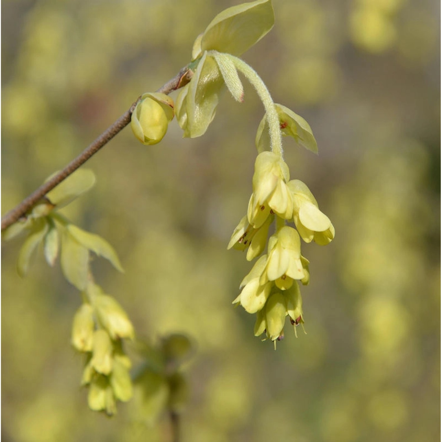 Ährige Scheinhasel 80-100cm - Corylopsis spicata günstig online kaufen