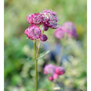 Nahaufnahme der Sterndolde Rubra (Astrantia major) mit purpurroten Blüten.