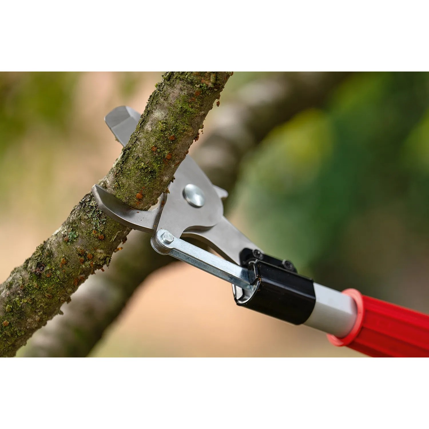 Bosch Akku-Baumschere Advanced Prune 18V-45 mit Verlängerung schneidet Ast.
