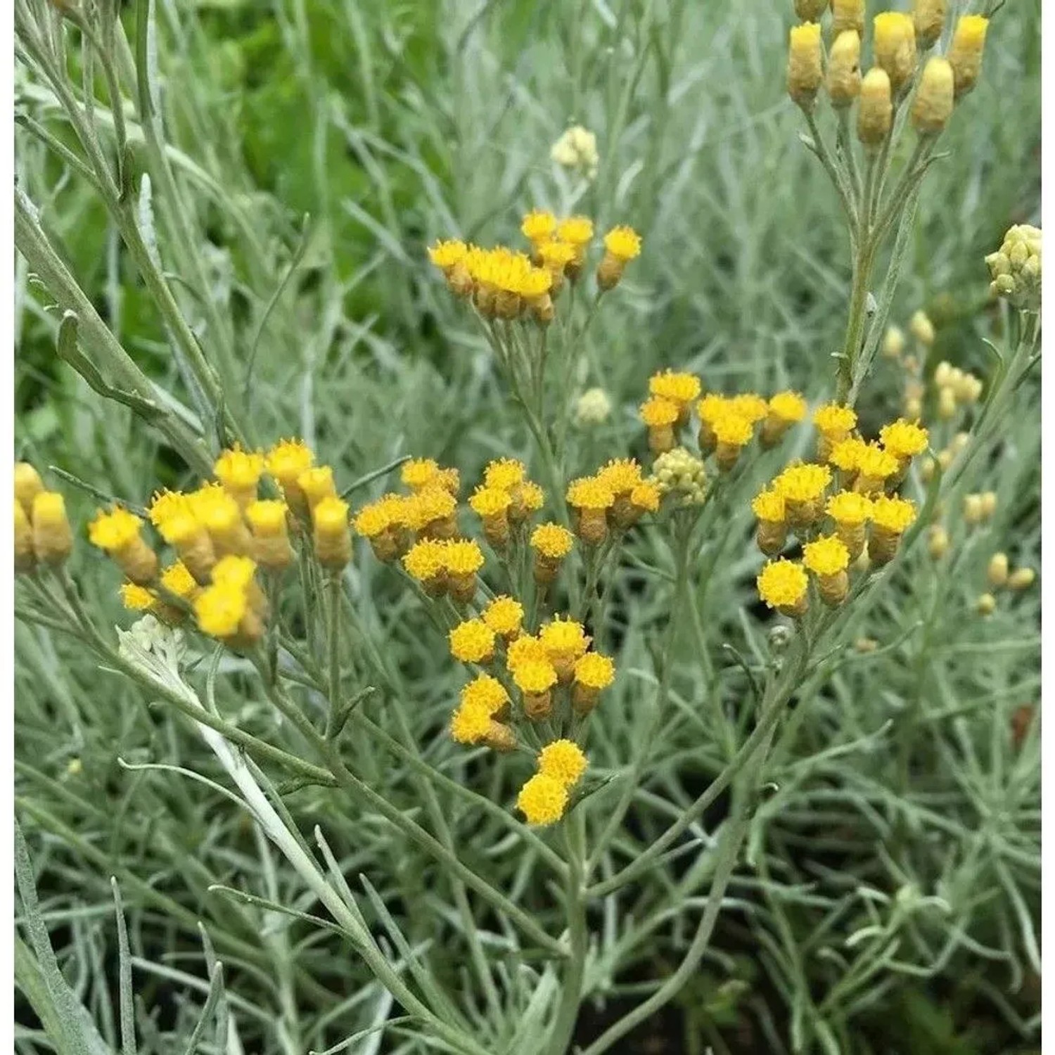 Strohblume Silbernadel - Currystrauch - Helichrysum italicum