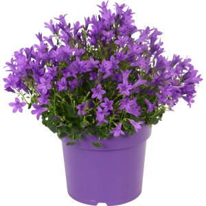 Glockenblume 'Get Mee Blau' im Topf (ca. 17 cm Ø) mit zahlreichen blauvioletten Blüten.