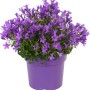 Glockenblume 'Get Mee Blau' im Topf (ca. 17 cm Ø) mit zahlreichen blauvioletten Blüten.