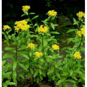 Goldgelbes Fettblatt Euphorbioides Maximum (Sedum aizoon) als Gartenstaude.
